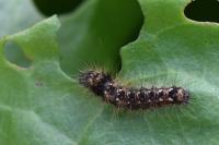 Acronicta rumicis
