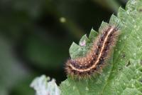 Spilosoma lubricipeda