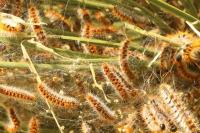 Thaumetopoea pityocampa