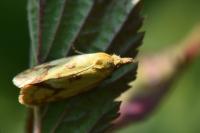 Agapeta hamana