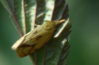 Agapeta hamana