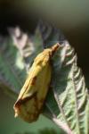 Agapeta hamana