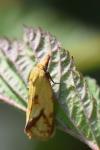Agapeta hamana