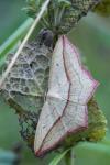 Timandra comae