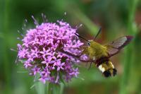Hemaris fuciformis