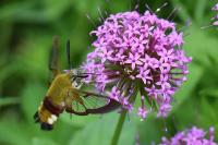 Hemaris fuciformis