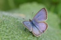Lampides boeticus