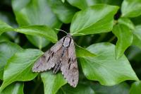 Hyloicus pinastri