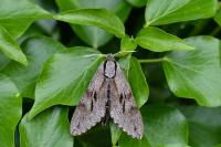 Hyloicus pinastri