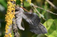 Laothoe populi