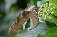 Laothoe populi