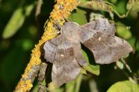 Laothoe populi