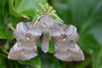 Laothoe populi