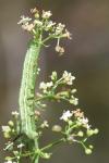 Macroglossum stellatarum