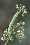 Macroglossum stellatarum