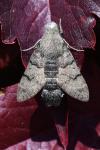 Macroglossum stellatarum