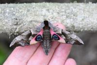 Smerinthus ocellatus