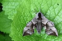 Smerinthus ocellatus