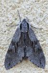 Hyloicus pinastri