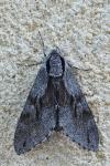 Hyloicus pinastri