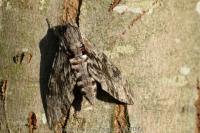 Agrius convolvuli