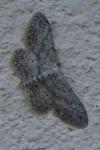 Idaea seriata