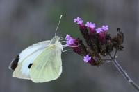 Pieris brassicae