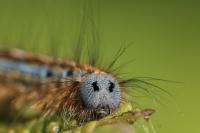 Malacosoma neustria