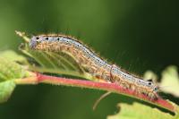 Malacosoma neustria
