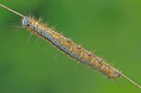 Malacosoma neustria