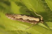 Plutella xylostella