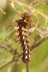 Acronicta rumicis