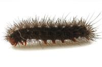 Arctia villica