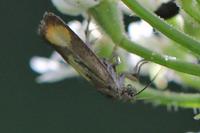 Pammene aurana