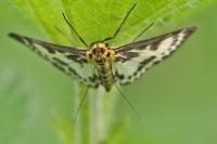 Anania hortulata