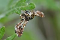 Thyris fenestrella
