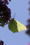 Gonepteryx rhamni
