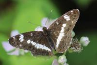 Limenitis camilla