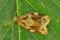 Archips xylosteana