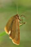 Cybosia mesomella
