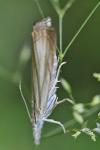 Chrysoteuchia culmella