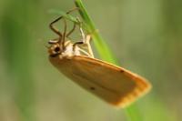 Cybosia mesomella