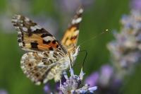 Vanessa cardui