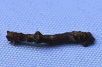 Hypomecis roboraria