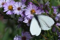 Pieris brassicae