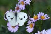 Pieris brassicae