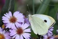 Pieris brassicae