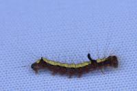 Acronicta psi