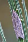 Chesias legatella
