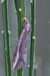 Chesias legatella